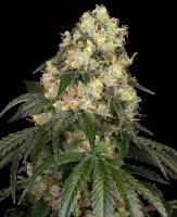Cannabis Samen | Sensi Seeds White Biscotti OG XXL 15-20% THC 3+1 Cannabis Samen | Sensi Seeds White Biscotti OG XXL 15-20% THC 3+1