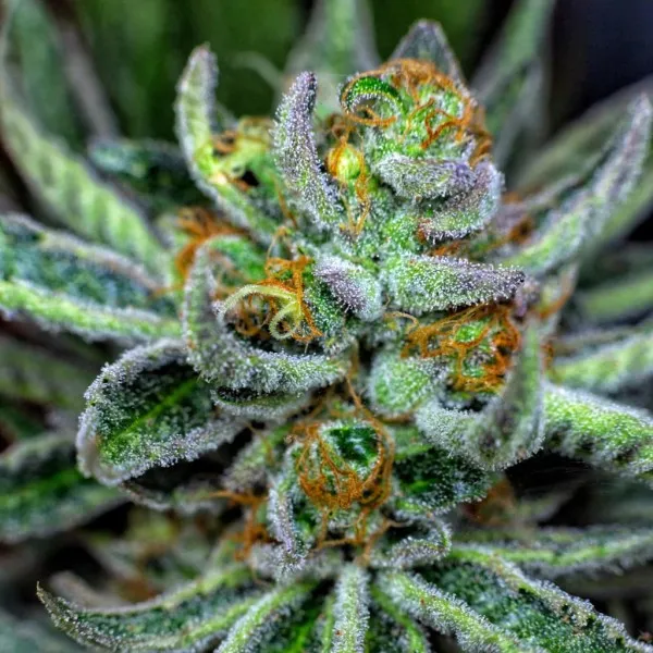 Cannabis Samen | Larry OG Feminisiert 18-20% THC